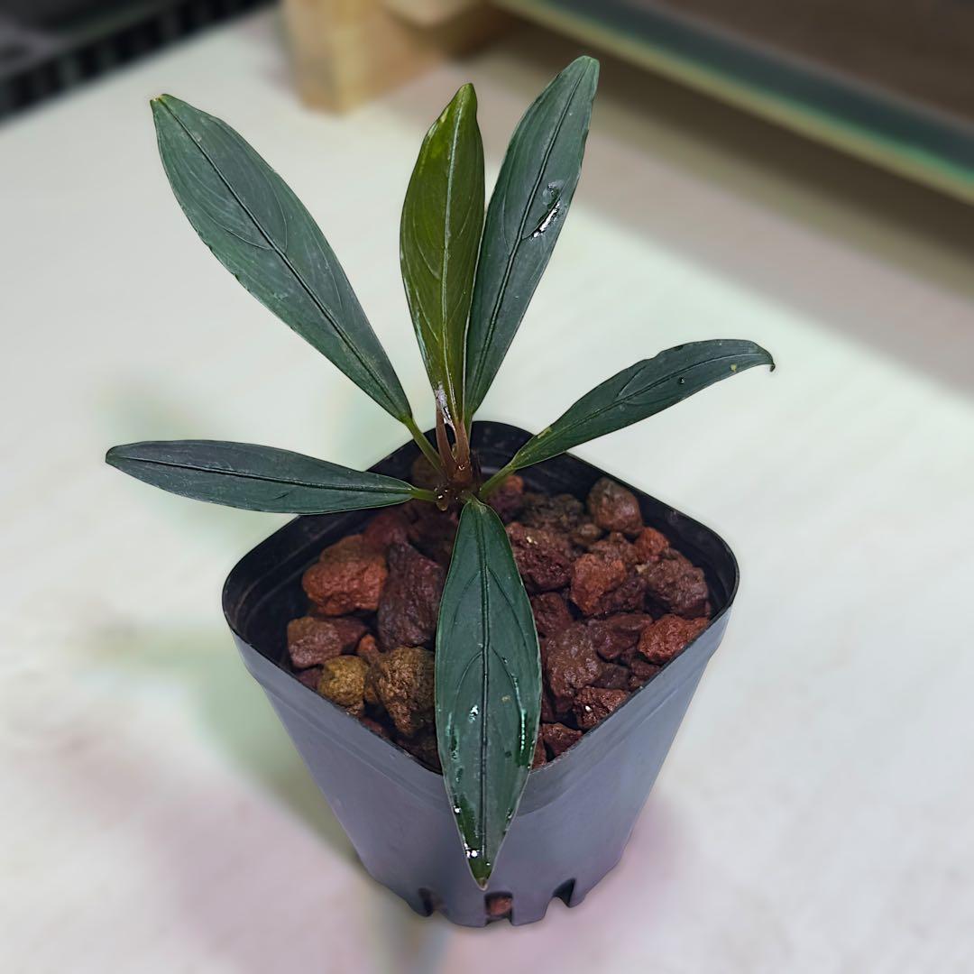 ひ*ろ様 ブセファランドラ Bucephalandra keris レアブセ