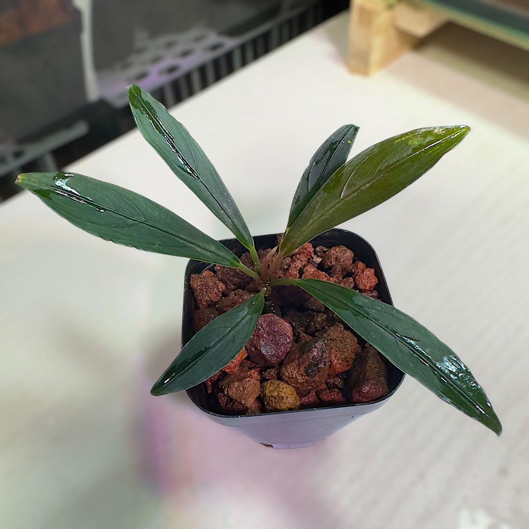 ひ*ろ様 ブセファランドラ Bucephalandra keris レアブセ