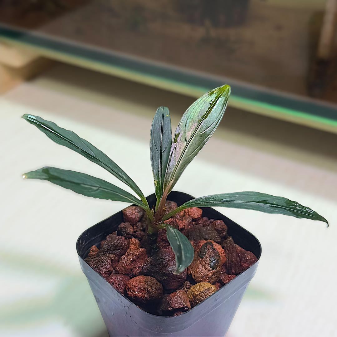 ひ*ろ様 ブセファランドラ Bucephalandra keris レアブセ