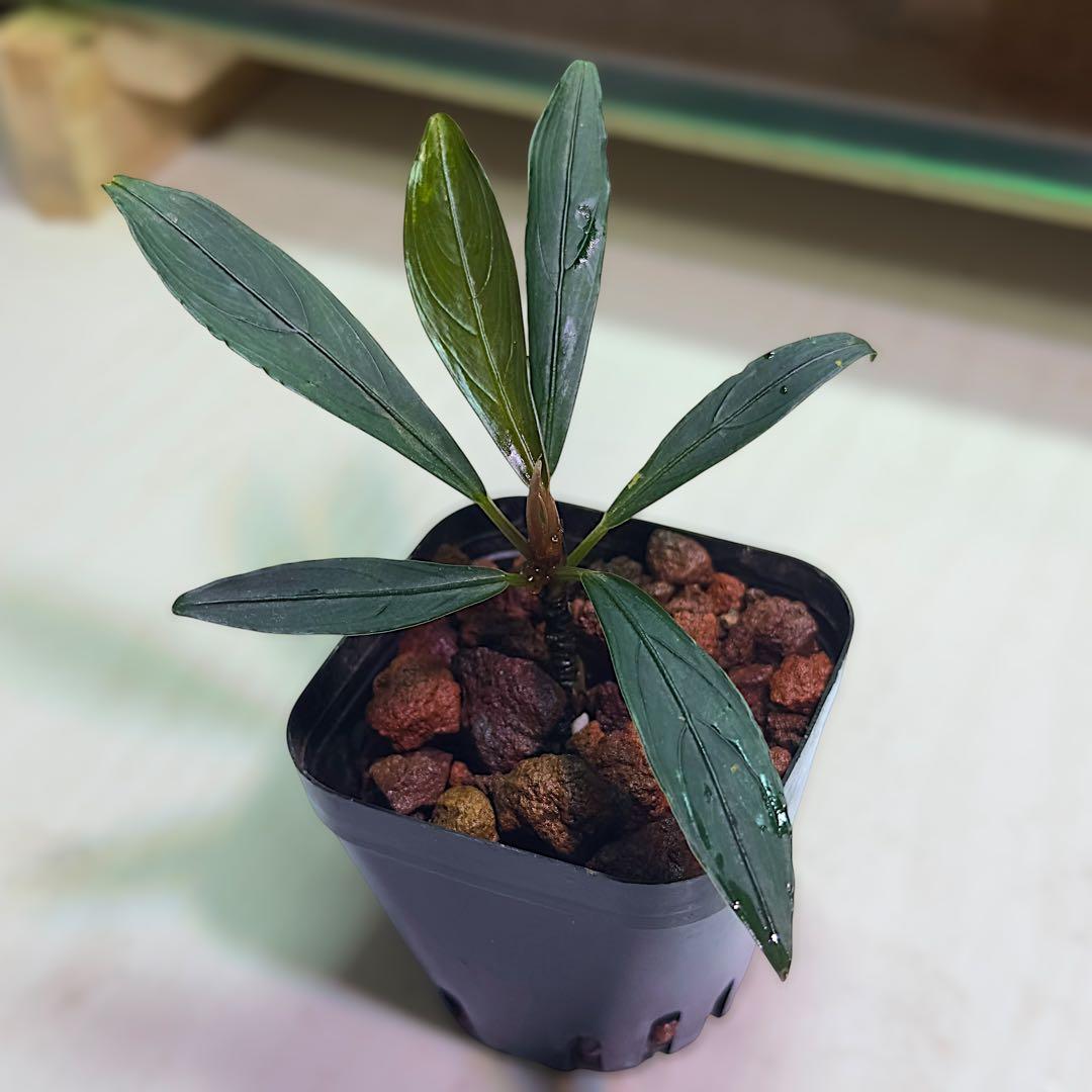 ひ*ろ様 ブセファランドラ Bucephalandra keris レアブセ