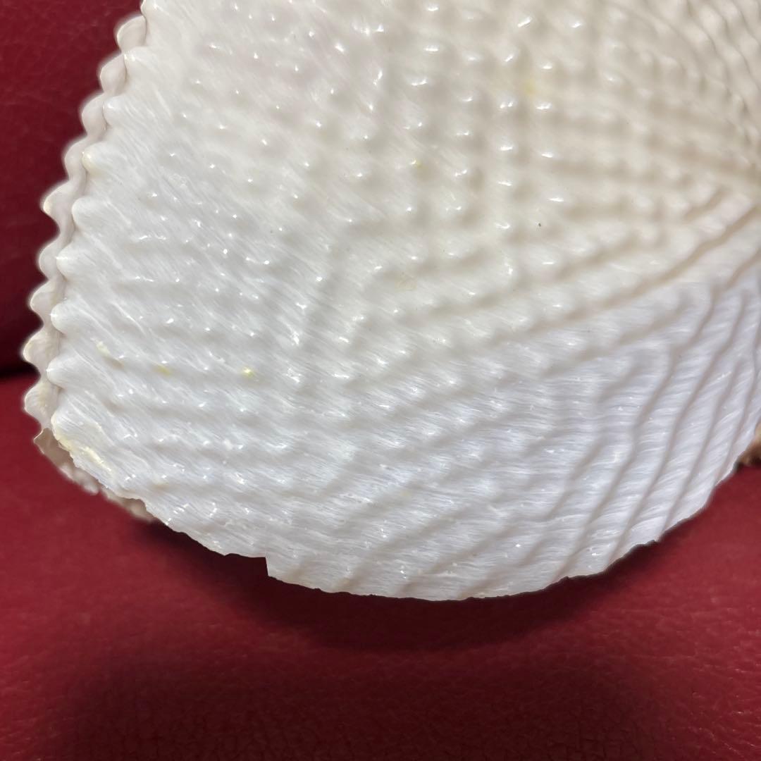 (希少)チリメンアオイガイ　貝　オーストラリア産