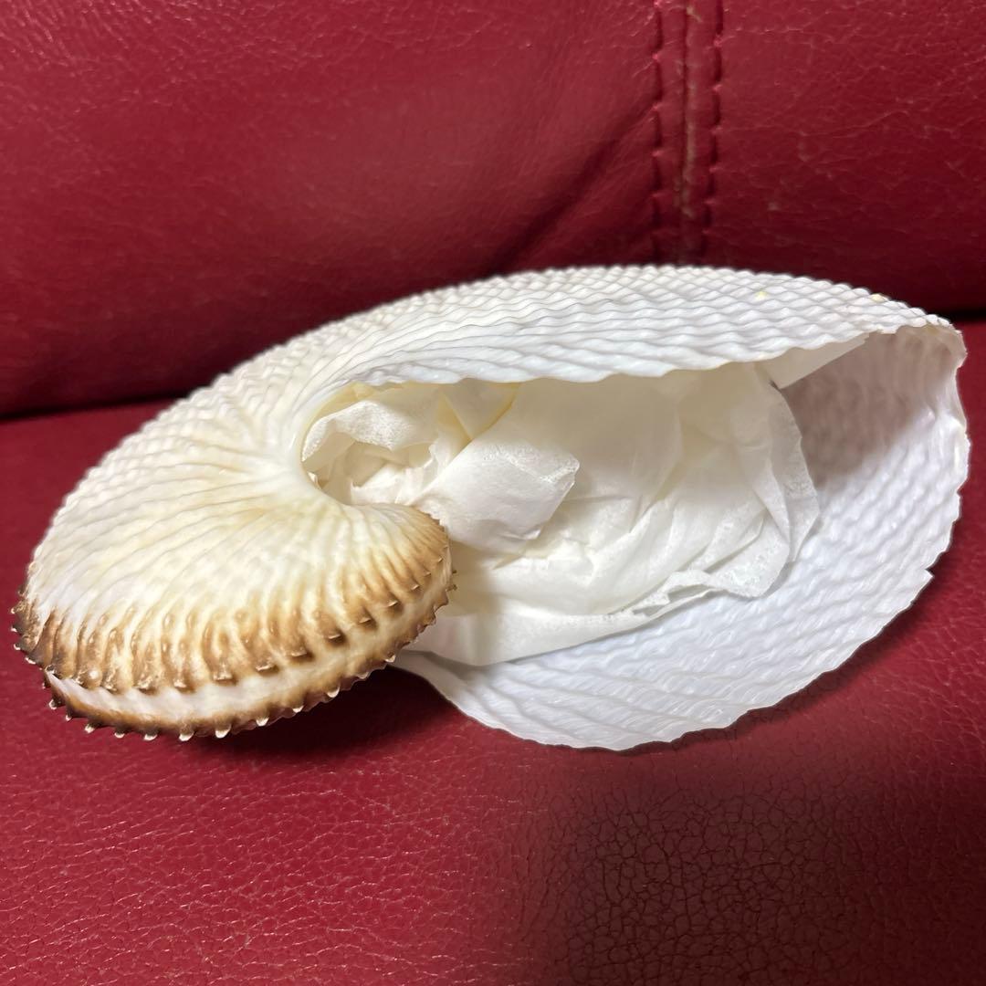 (希少)チリメンアオイガイ　貝　オーストラリア産