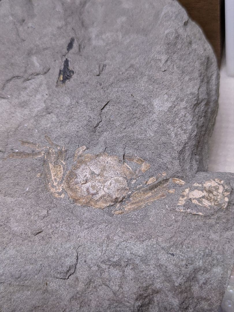 カニ　化石　博物館　地学　標本　甲殻類　勉強資料