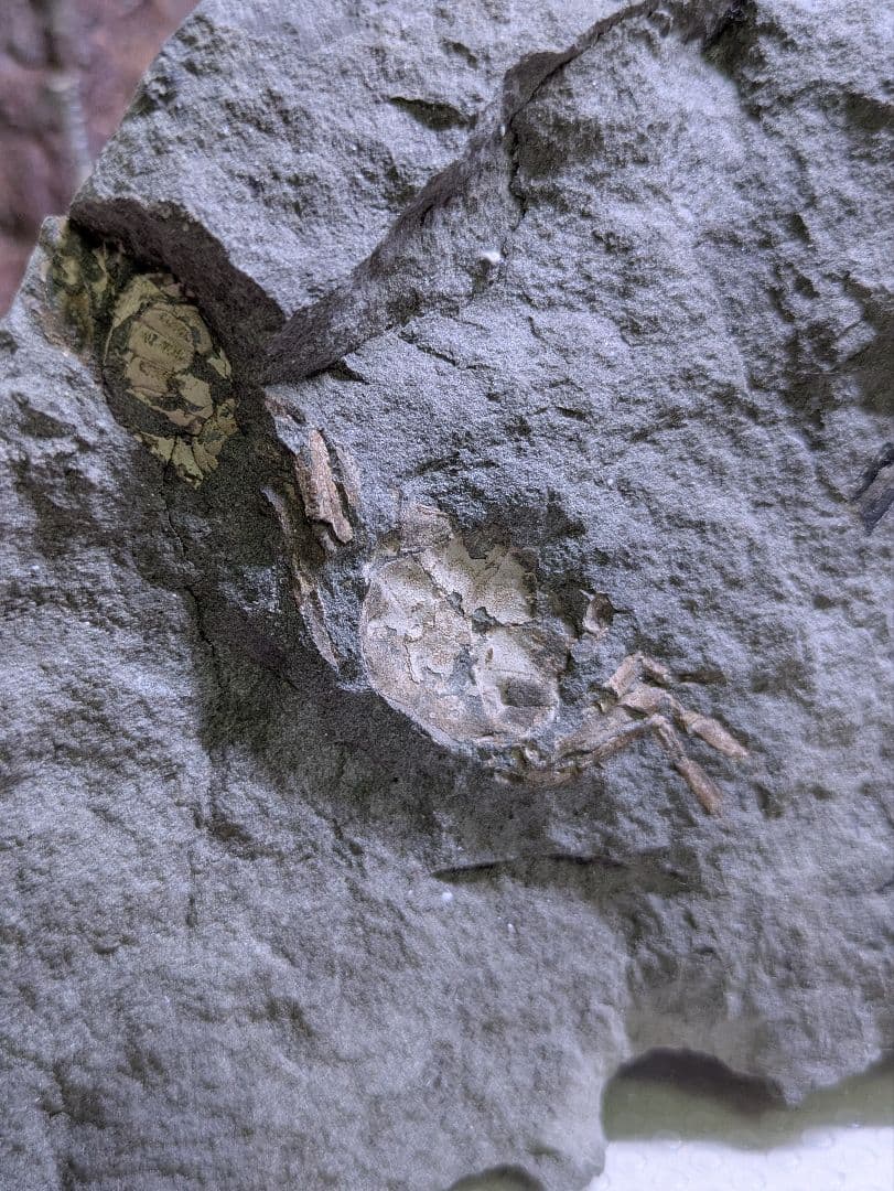 カニ　化石　博物館　地学　標本　甲殻類　勉強資料