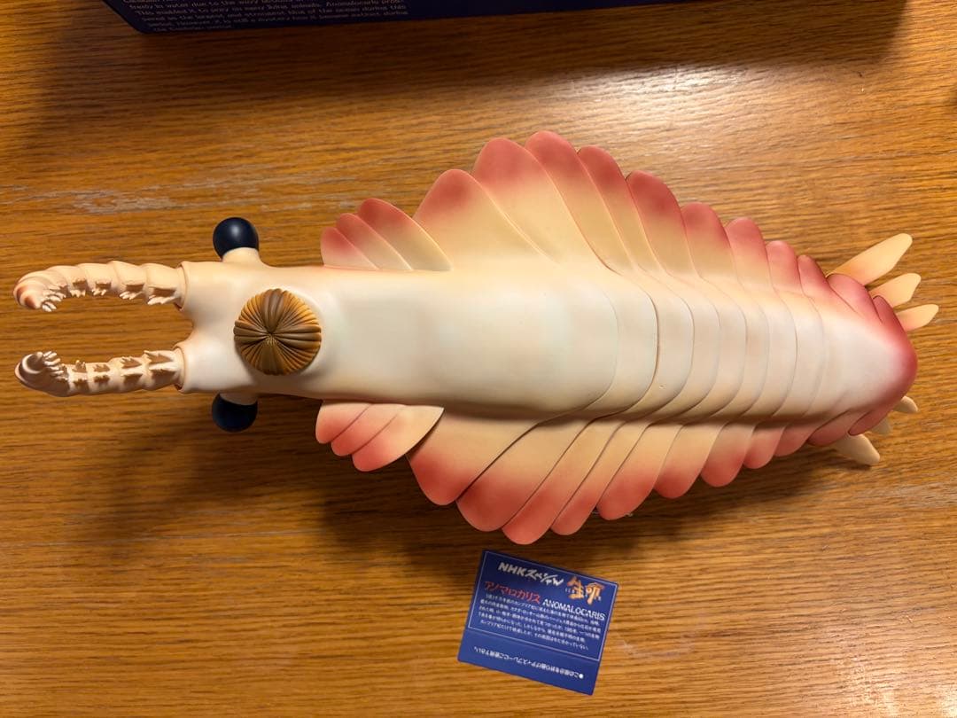アノマロカリス　「NHK 生命 40億年はるかな旅」復元モデル