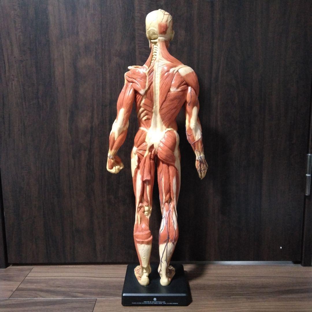 ANATOMY　MALE 　人体模型 Anatomy Tools
