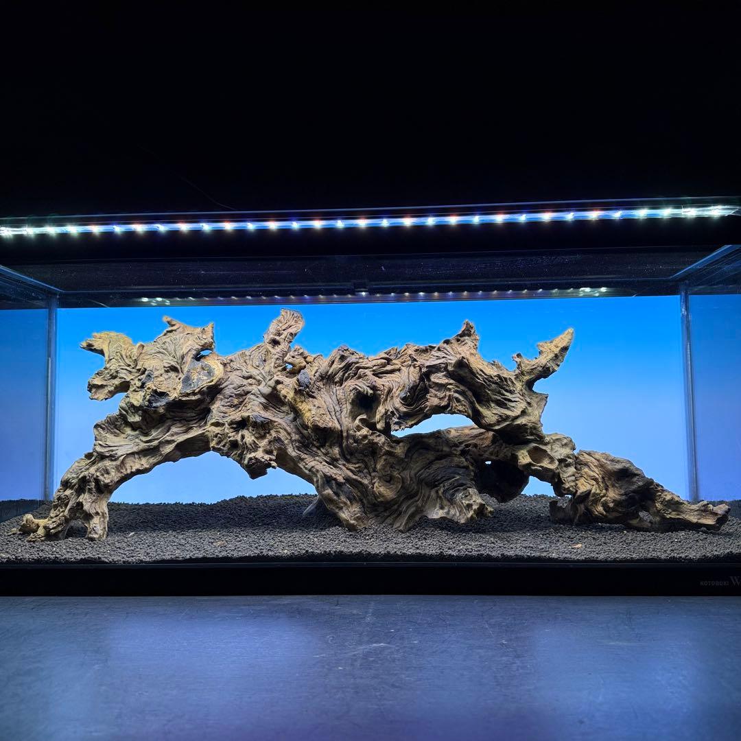 MJW-7213 「特大」ジンジャーウッド　90cm水槽用　天然流木3本セット