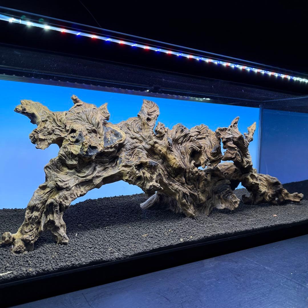 MJW-7213 「特大」ジンジャーウッド　90cm水槽用　天然流木3本セット