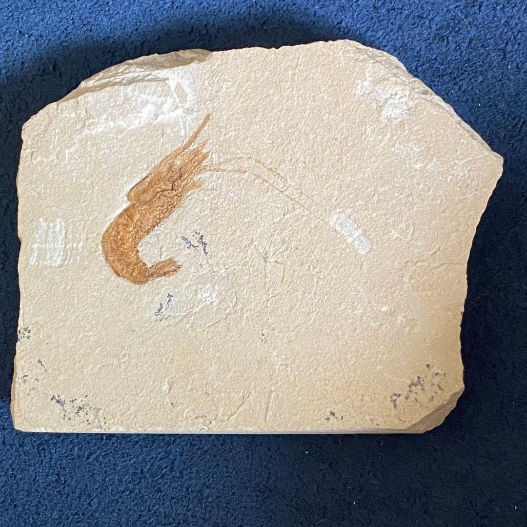 エビの化石 ゾルンフォーフェン産 アントリンポスAntrimpos