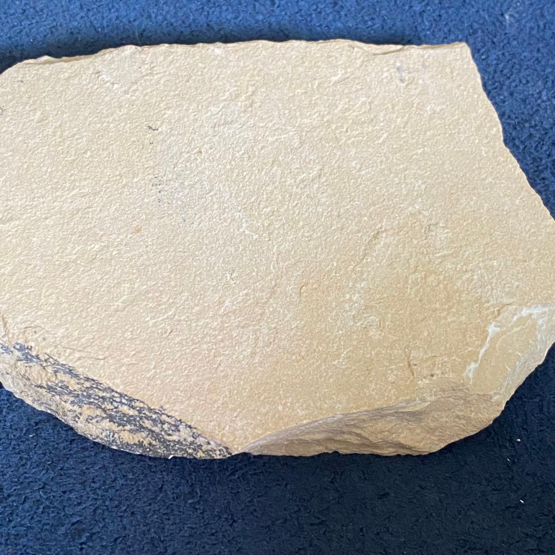 エビの化石 ゾルンフォーフェン産 アントリンポスAntrimpos