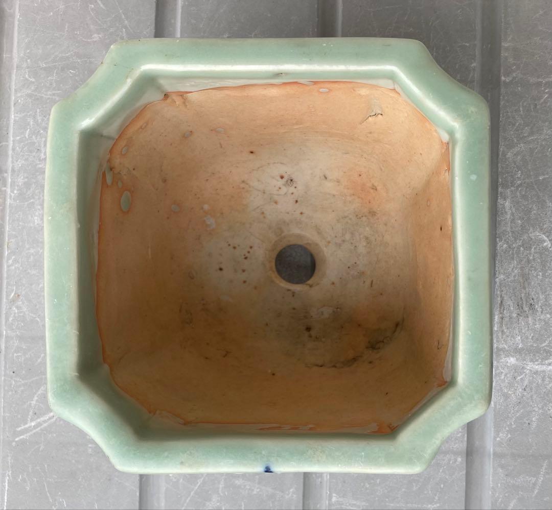 尾張焼 瀬戸焼 青磁 梅柄 角形 盆栽鉢 盆栽 植木鉢