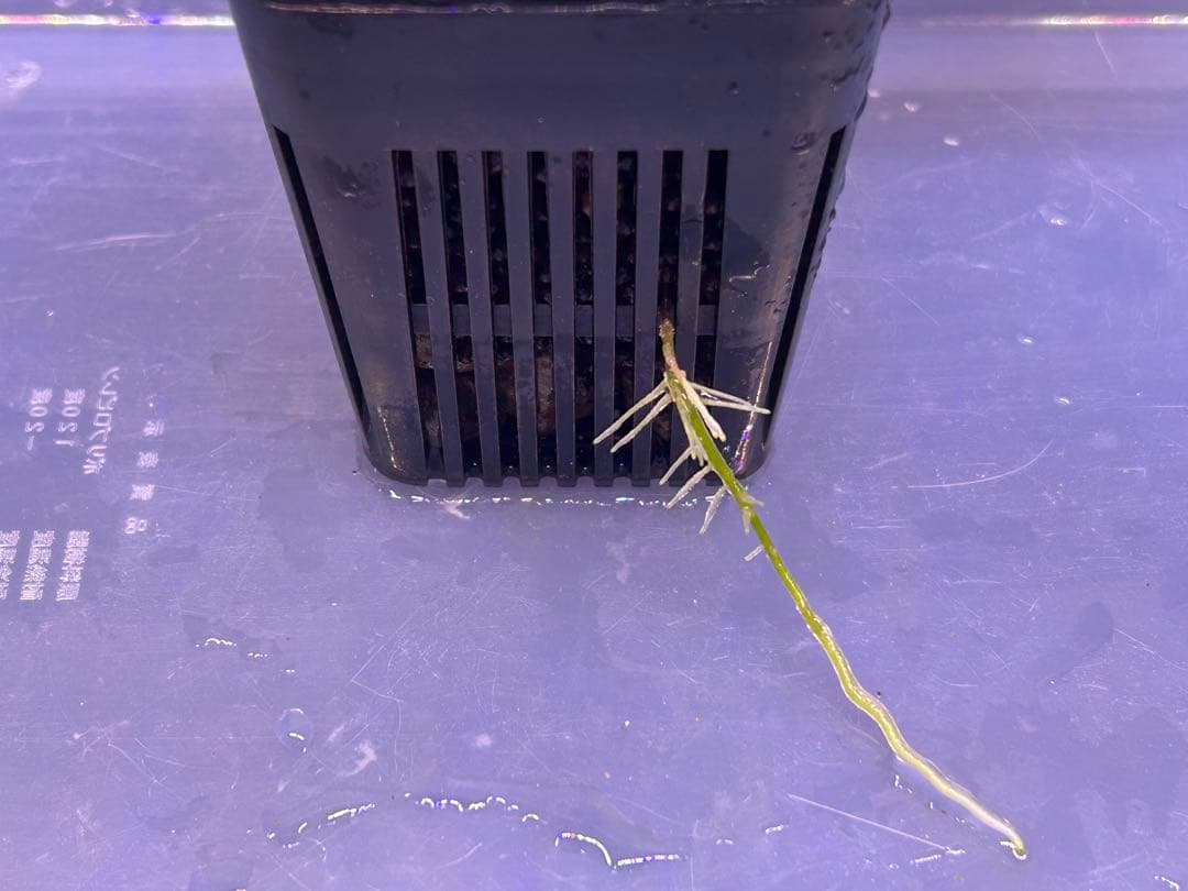 ブセ sp.Deep Purple from Kapuas【AZ1011-XX】