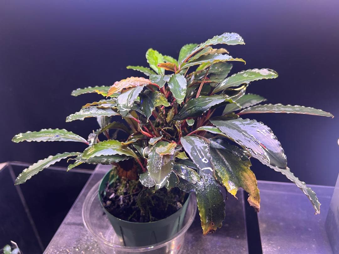 ブセ sp.Deep Purple from Kapuas【AZ1011-XX】