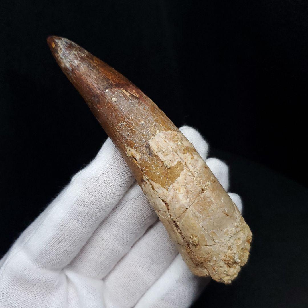 美品 スピノサウルス 本物 モロッコ産 96.73mm  sp433