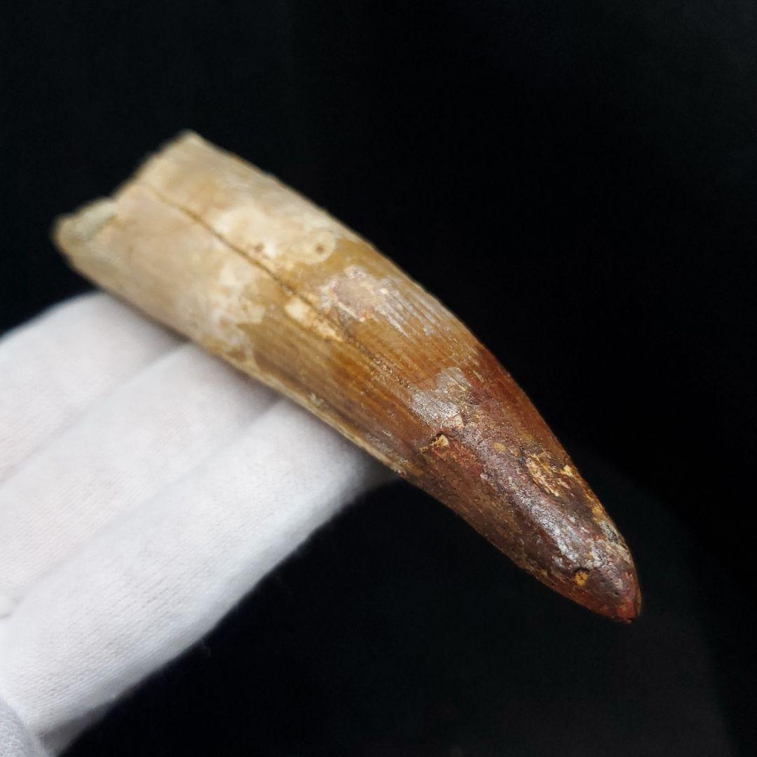 美品 スピノサウルス 本物 モロッコ産 96.73mm  sp433