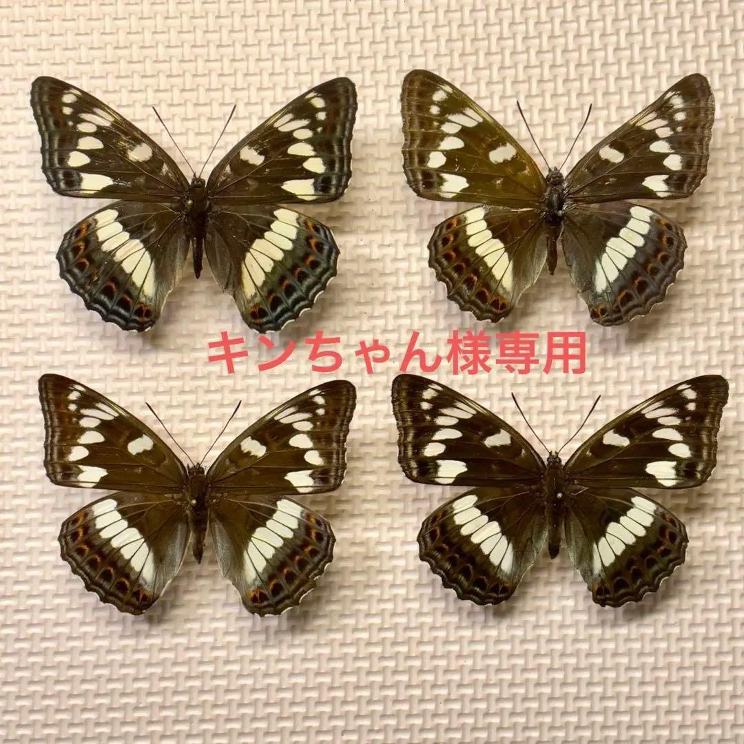 キンちゃん 蝶標本　北海道産オオイチモンジ♀4頭　採集品