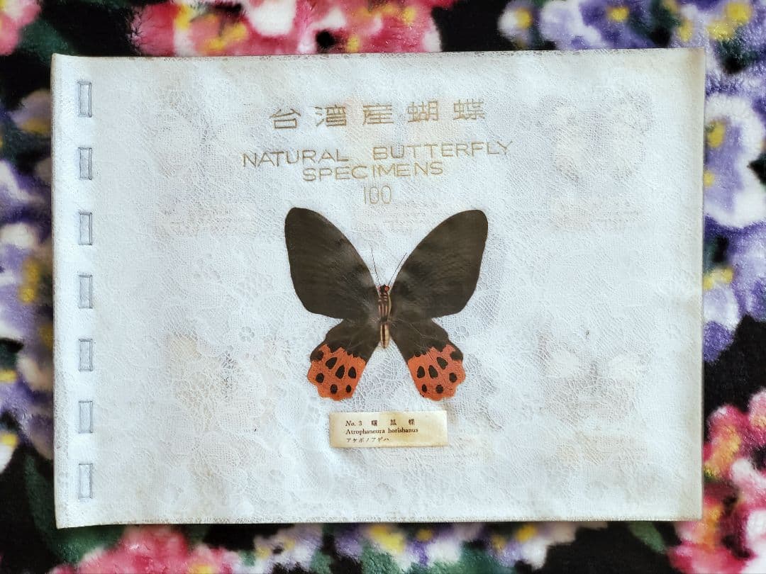 【1960年代当時物】☆蝶類標本☆『台湾産蝴蝶1/2』☆本物の蝶を100頭収録☆
