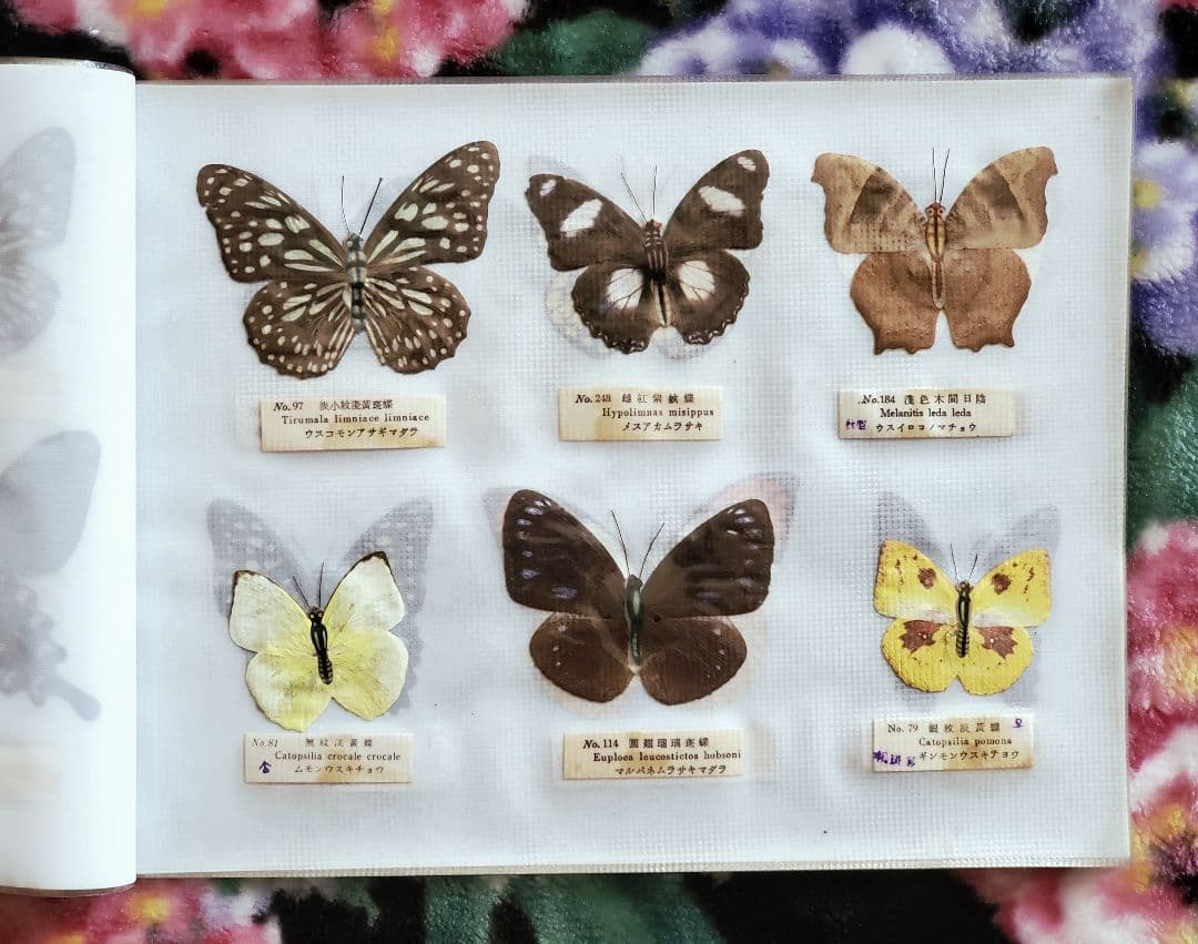 【1960年代当時物】☆蝶類標本☆『台湾産蝴蝶1/2』☆本物の蝶を100頭収録☆