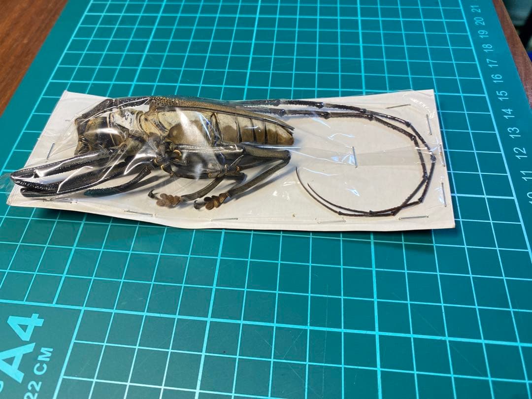 44特大・希少　ウォーレスシロスジカミキリ80mmup