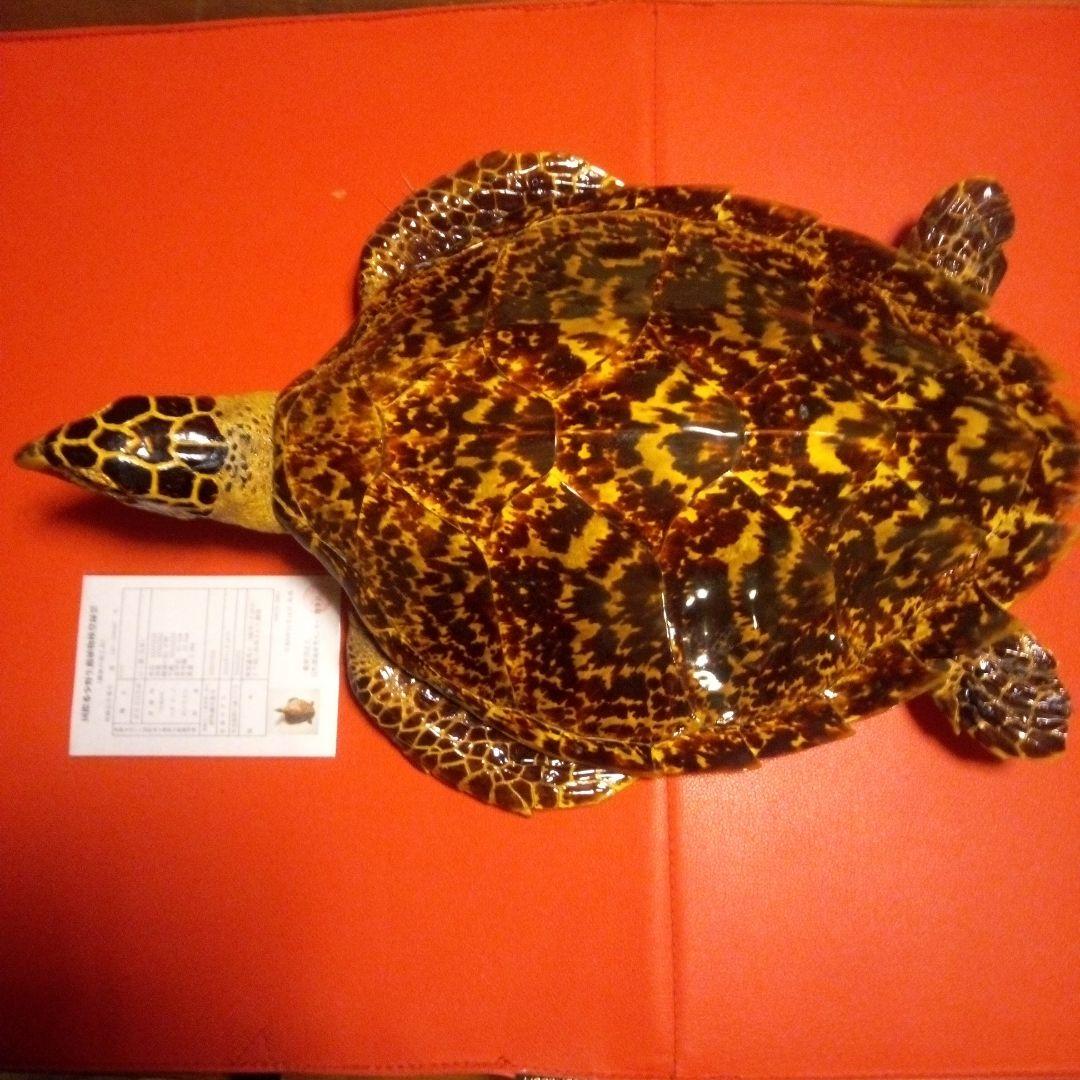 ベッコウ亀　タイマイ