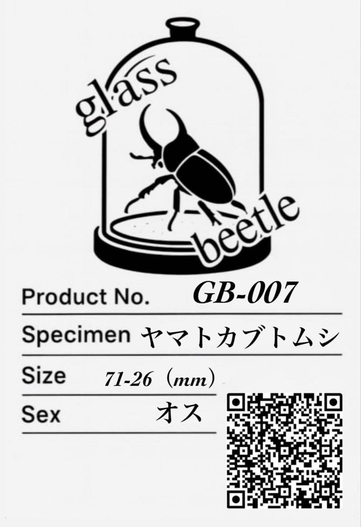 【Glass Beetleヤマトカブトムシ標本 GB-007】