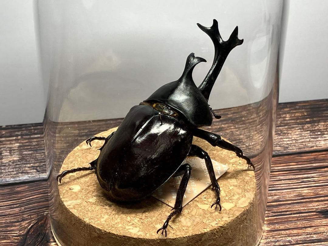 【Glass Beetleヤマトカブトムシ標本 GB-007】