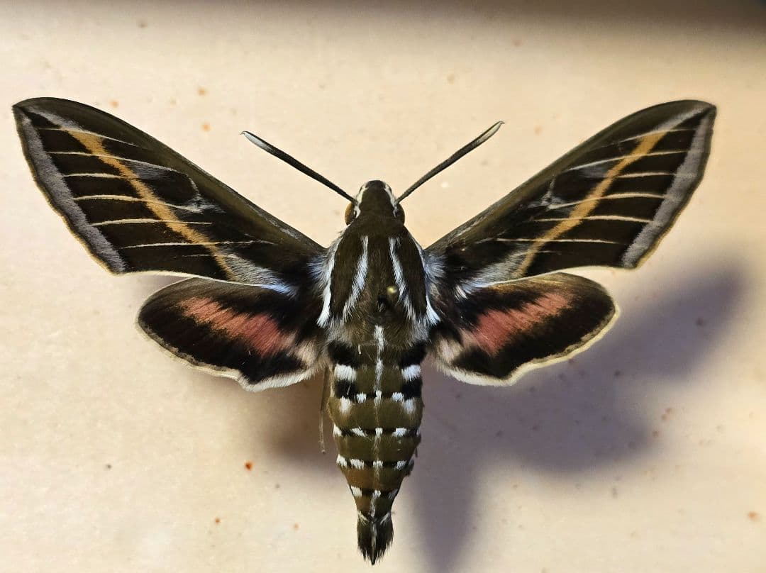 標本 Hyles tatsienluica from Nepal