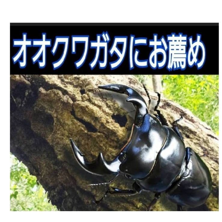 デカクなる極上菌糸瓶1500ml【5本】☆トレハロース、ローヤルゼリー強化配合！