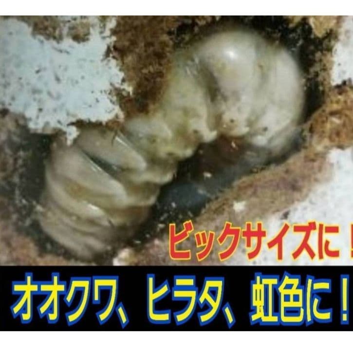 デカクなる極上菌糸瓶1500ml【5本】☆トレハロース、ローヤルゼリー強化配合！