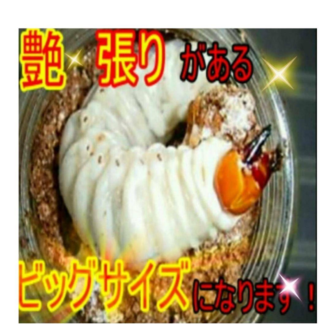 デカクなる極上菌糸瓶1500ml【5本】☆トレハロース、ローヤルゼリー強化配合！