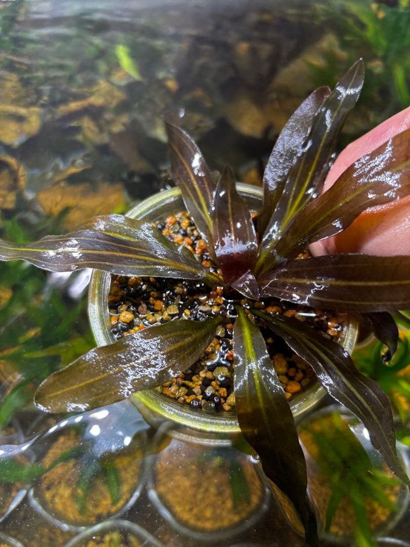 エキノドルス　ホレマニー　スーパーレッド