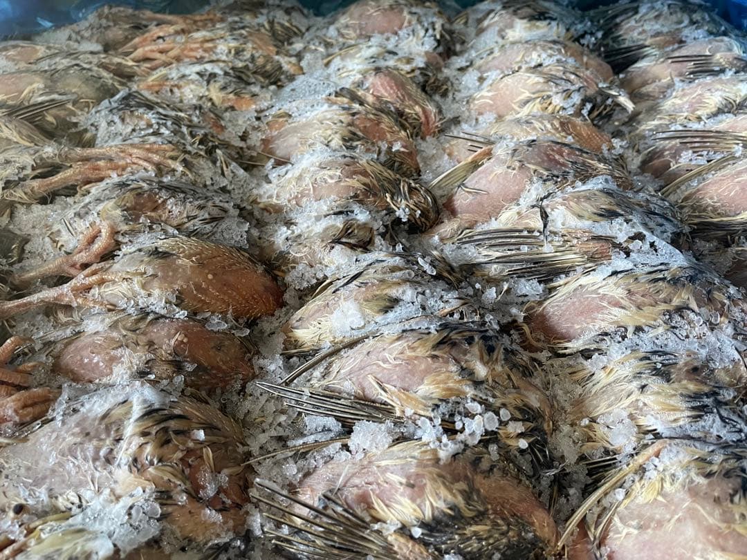 冷凍　親うずら　未処理100羽入　数量限定　残5箱