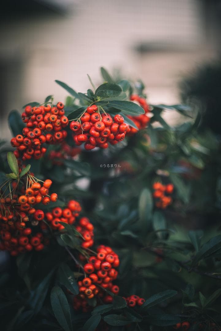 良品！希少トリウムズミクロン最後期！Summicron 50mm F2