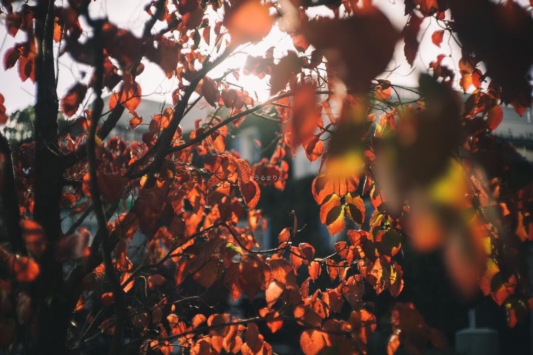 良品！希少トリウムズミクロン最後期！Summicron 50mm F2