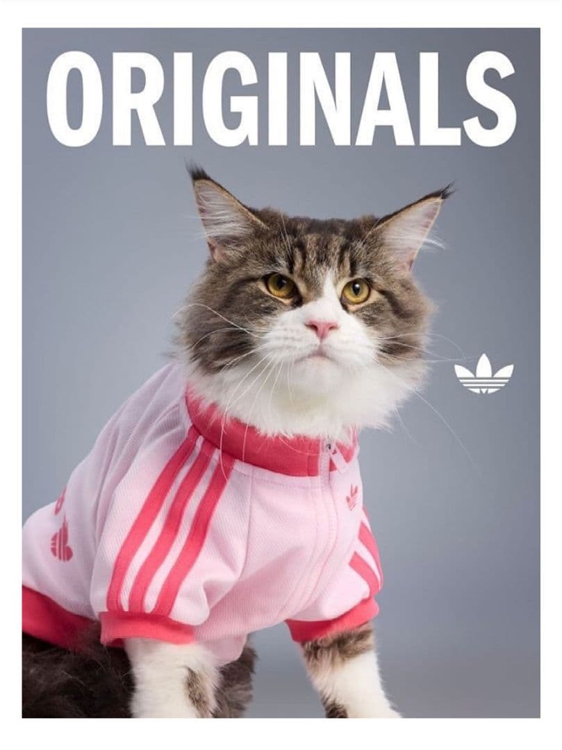 adidas ピンク 犬服 猫服　中国限定　ジップアップウェア　Sサイズ