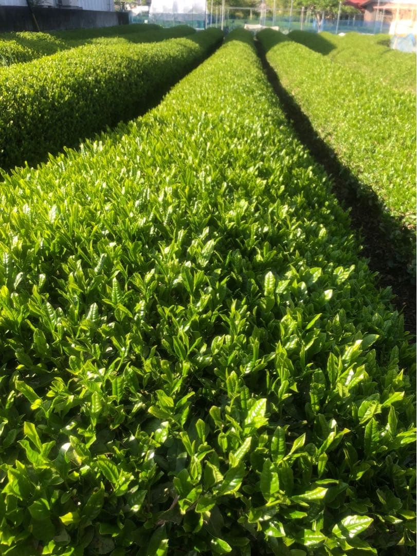静岡川根茶 上煎茶 低農薬 茶農家 特別価格送料無料