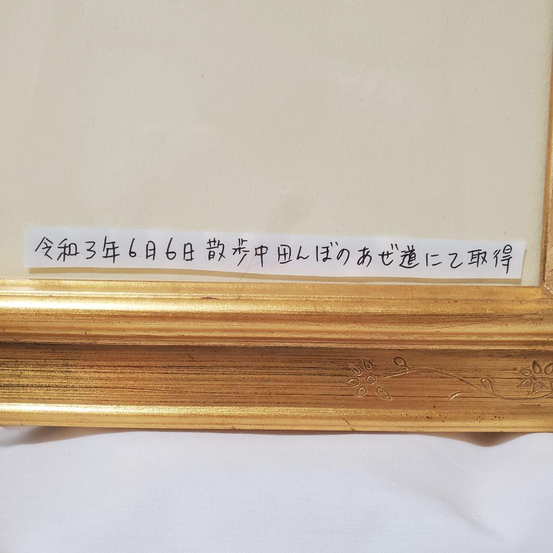 縁起物！額入り∞蛇のぬけがら　金運　幸運　シマヘビ　爬虫類