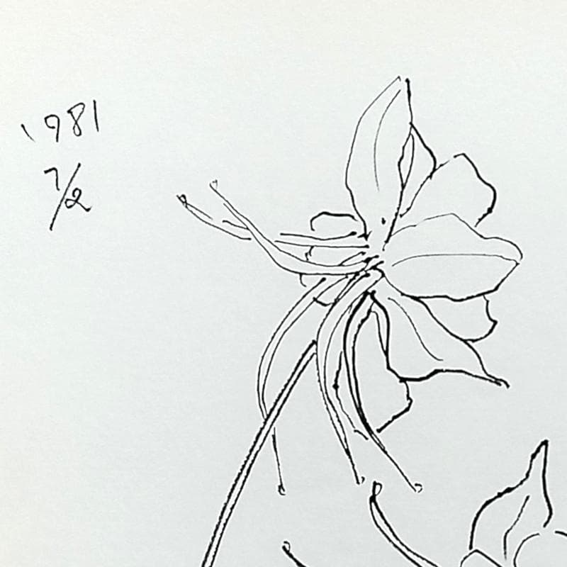 ☆坂本直行☆「 西洋オダマキ（イェロークイーン）」ペン画　大衣　未使用！