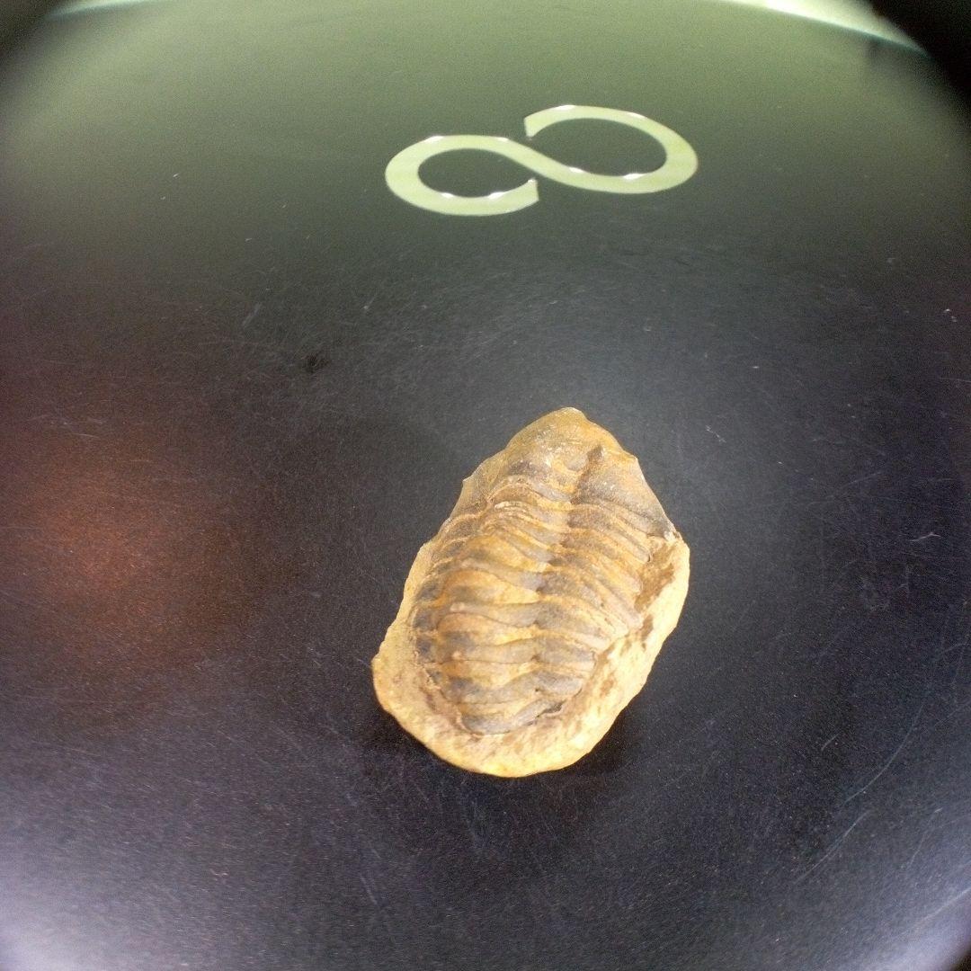 三葉虫　化石　fossil　海　ボリビア産　trilobite　海生動物種別⑦