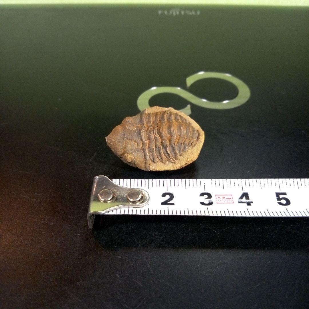 三葉虫　化石　fossil　海　ボリビア産　trilobite　海生動物種別⑦