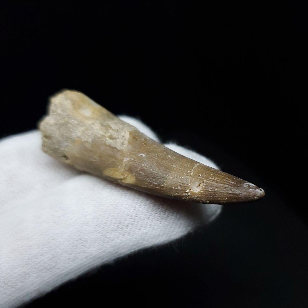 プレシオサウルス 化石 歯 本物 モロッコ産 41.20mm ケース付 pr88