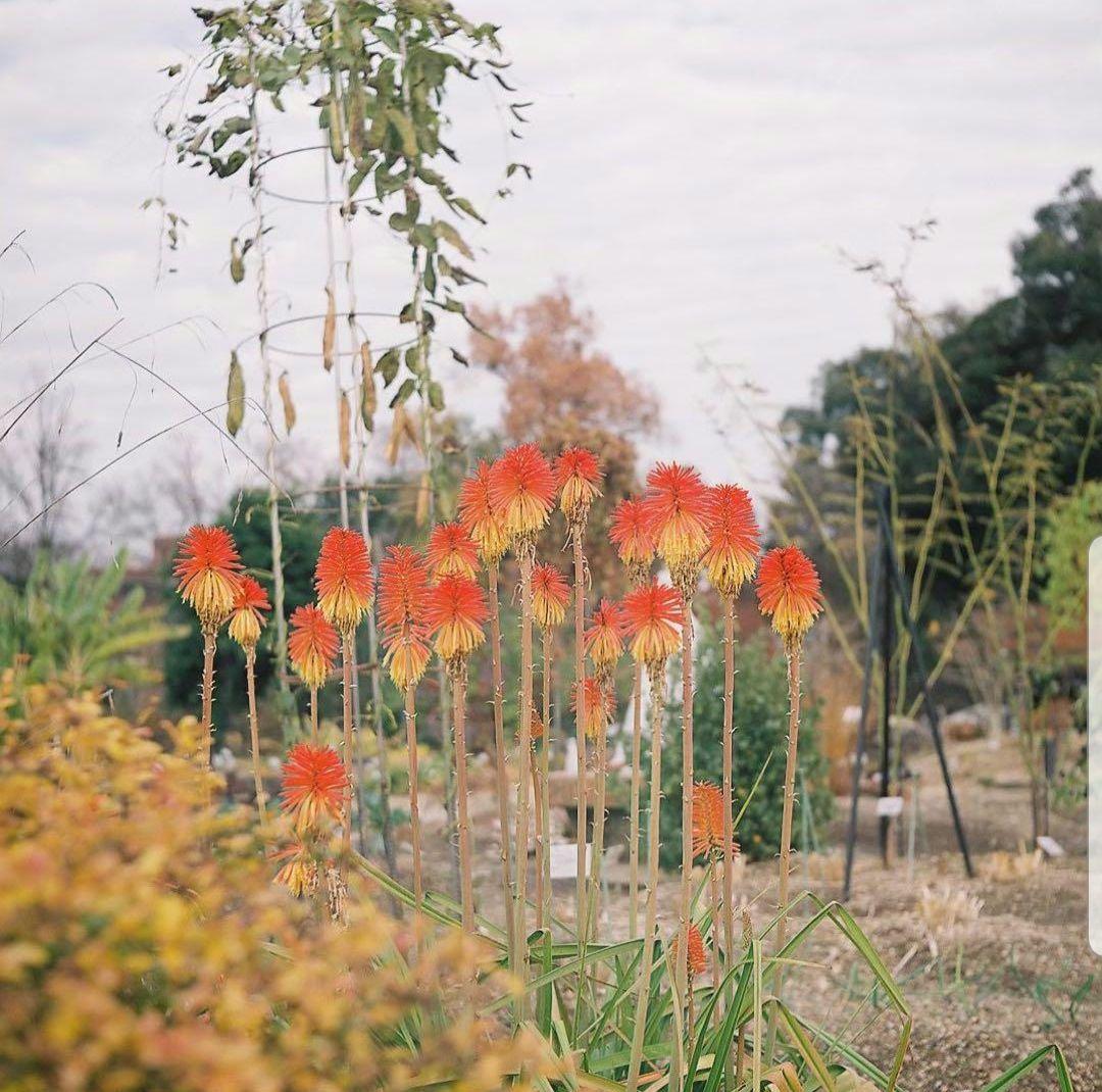 Nikon Nikkor-SC 50mm f/1.4 レンズ