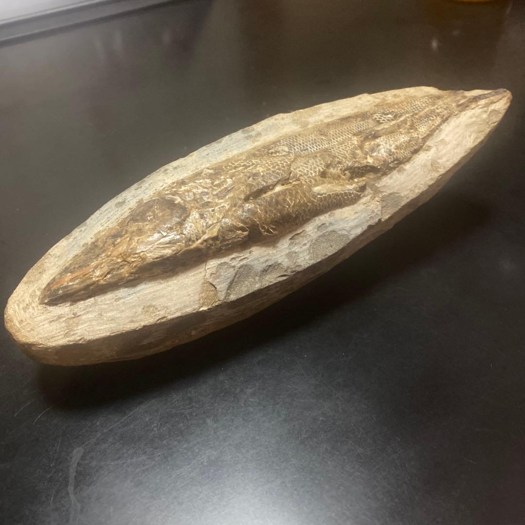 貴重な古代魚の化石　1億年前