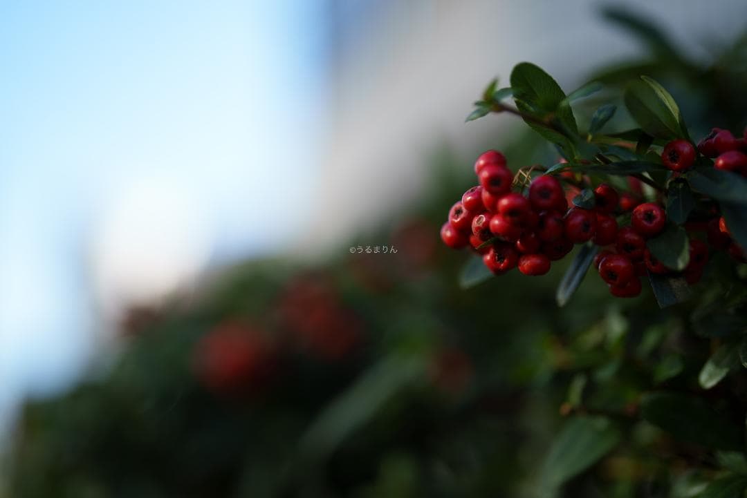 Dyz様　極美品！現代最高の50mm！SONY FE 50mm F1.2 GM