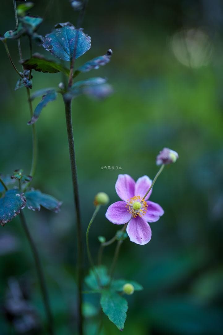 Dyz様　極美品！現代最高の50mm！SONY FE 50mm F1.2 GM