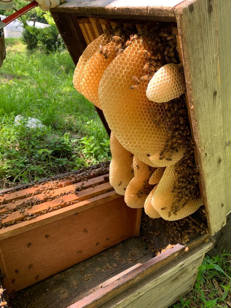 国産蜜蝋(ミツロウ）未精製・簡易濾過