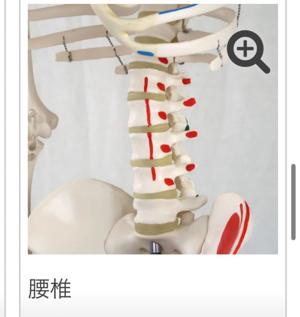 小型全身骨格模型 ショーティー・1/2縮尺型全身骨格モデル　筋・起始停止色表示