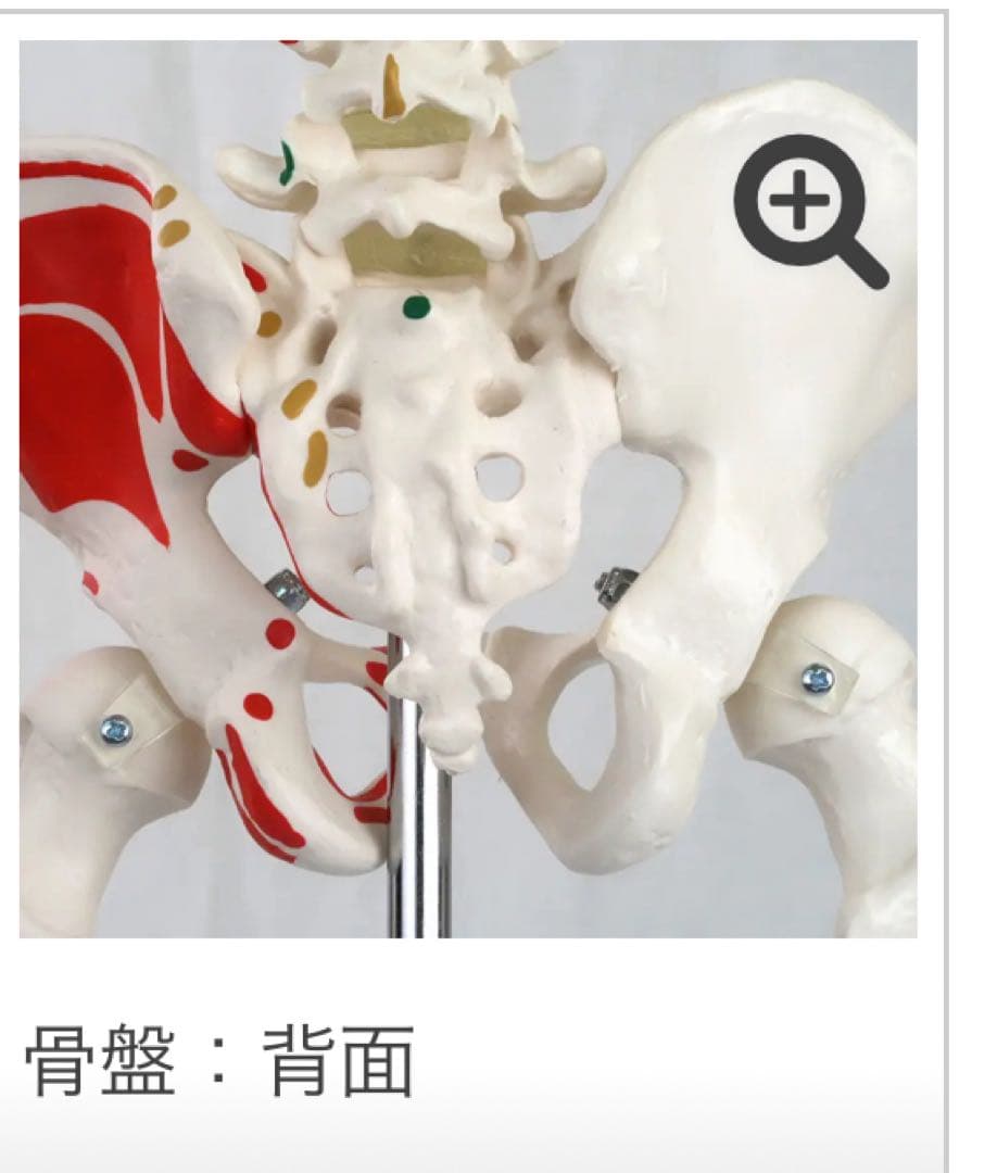 小型全身骨格模型 ショーティー・1/2縮尺型全身骨格モデル　筋・起始停止色表示