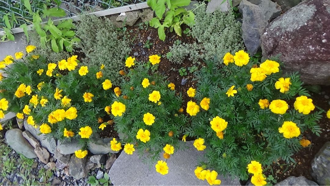 【本日発送可能】SONY HDR-CX675 ビデオカメラ セット