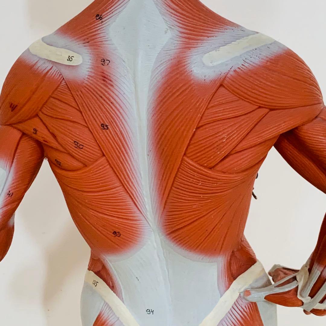 3B scientific 筋肉解剖 模型 1/4倍大・2分解モデル 人体模型
